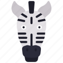zebra, animal, kingdom, mammal, zoo