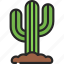 cactus, cacti, plant, indoor, succulent 