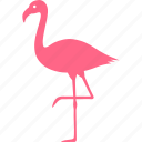 bird, flamingo, flamingoes, flamingos, pink
