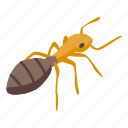 insect, ant, isometric