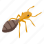 insect, ant, isometric 