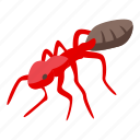 red, ant, isometric