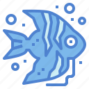 angelfish, animal, aquatic, life, sea