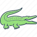 alligator, crocodile, crocodilus, crocodylus, green, predator, reptile