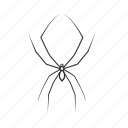 arachnid, daddy long legs, spider, bug, charlottes web, opiliones ×, small spider