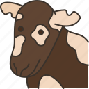 cow, cattle, livestock, farm, agriculture