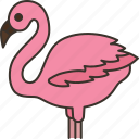 flamingo, bird, animal, wildlife, safari
