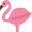 flamingo, bird, animal, wildlife, safari 