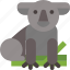 animal, australia, koala 