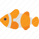 australia, fish