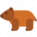 animal, australia, wombat