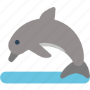 animal, australia, dolphin