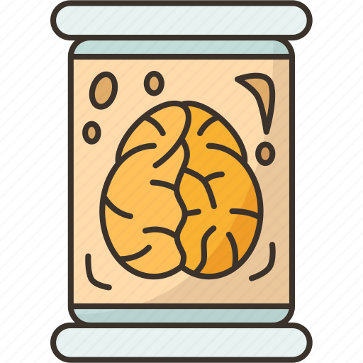 Human, brain, cerebral, organ, anatomy icon - Download on Iconfinder