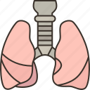 lungs, respiratory, chest, organ, human