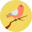 bird, environment, fly, nature, tweet, autumn, bird on branch 