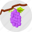 grapes, autumn fruits, vine, vineyard 