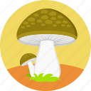 mushroom, forest, fungus, nature, poisonous, vegetable, eco plant