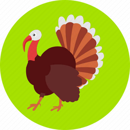 Peacock, bird, colored, peafowl, autumn, poultry, turkey icon - Download on Iconfinder