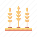 wheat, field, gardening