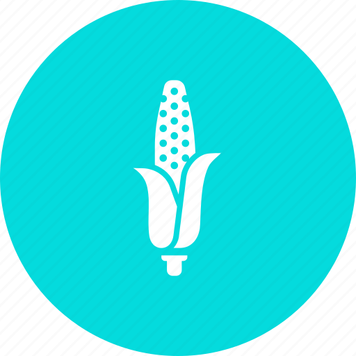 American, corn, food, grain, maize, staple, sweet icon - Download on Iconfinder