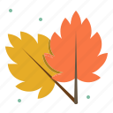 autumn, leaf, nature, plant, weather