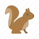 animal, brown, cute, mammal, red, rodent, squirrel