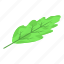 oak, leaf, isometric 