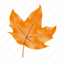 leave, leaf, autumn, watercolor, botany, foliage, maple 