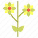chrysanthemum, flower, flowers, garden, organic, plants