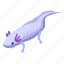 aquatic, axolotl, isometric 
