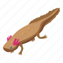 axolotl, isometric