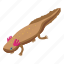 axolotl, isometric 