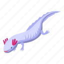 axolotl, amphibia, isometric
