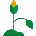 corn, grow, nature, plant