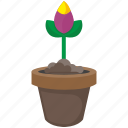 bud, flower, leaf, plant, pot, rose