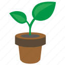 grow, leaf, plant, pot 