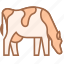 cow, breed 