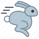 running, rabbit