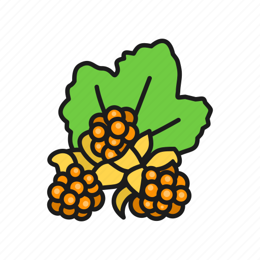 Berries, berry, cloudberry, nature, plant icon - Download on Iconfinder