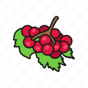 berries, berry, guelder rose, nature, plant
