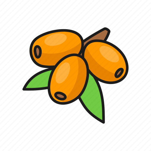 Berries, berry, nature, plant, sea buckthorn icon - Download on Iconfinder