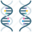chromosome, dna, gene, genetics, helix, inheritance, reproduction 