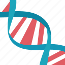 dna, genetics, helix, molecule, genome