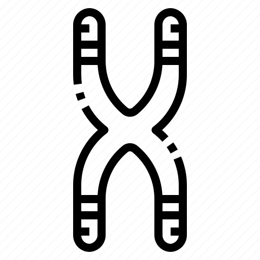 Chromosome, dna, genetics, sciences, education, biochemistry icon - Download on Iconfinder