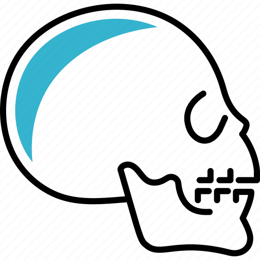 Skull, anatomy, medicine icon - Download on Iconfinder