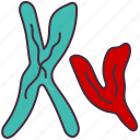 chromosome, gene, biology, medicine, micro, molecular, structure