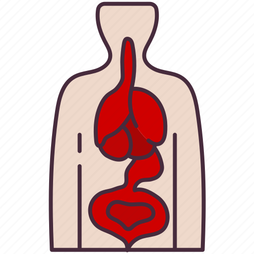 Organ, human, biology, kidney, medical, body, anatomy icon - Download on Iconfinder