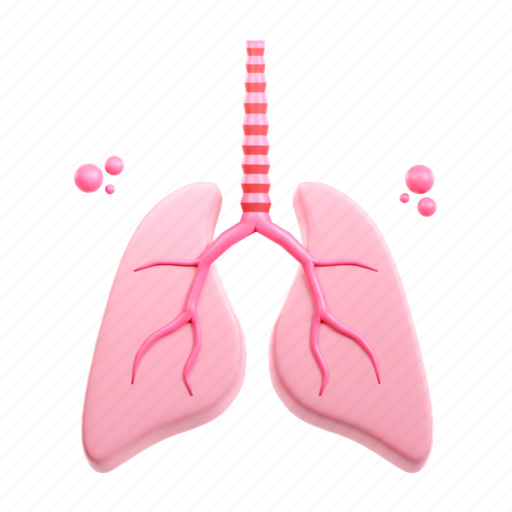 Lung, lungs, anatomy, organ, respiratory 3D illustration - Download on Iconfinder