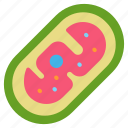 mitochondria, biology, bacteria, cell, dna