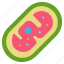 mitochondria, biology, bacteria, cell, dna 